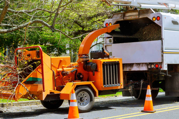 How Our Tree Care Process Works  in  Triana, AL